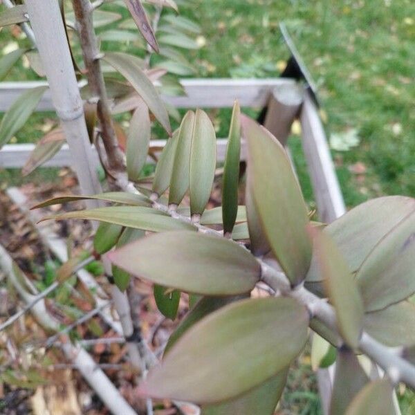 Agathis australis Leaf