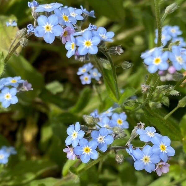 Myosotis sicula Λουλούδι