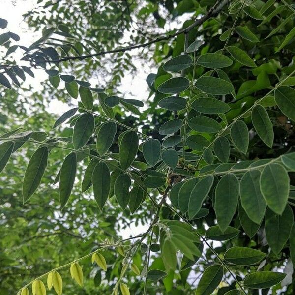 Robinia viscosa Leaf