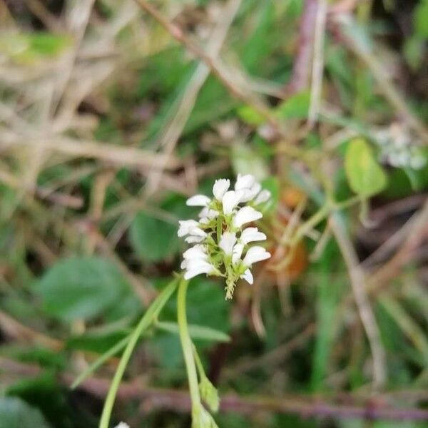 Melilotus albus Květ