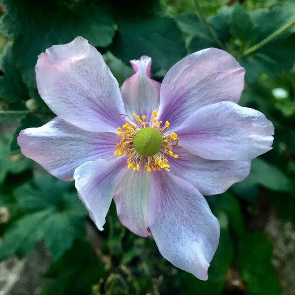 Eriocapitella hupehensis Blomma