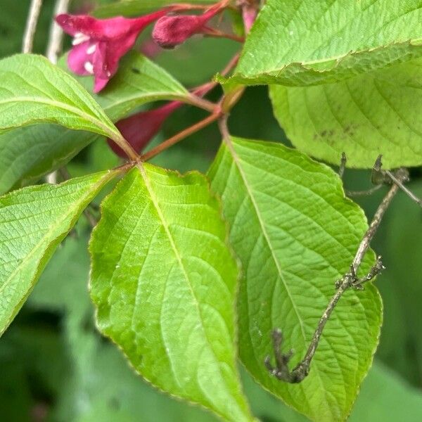 Weigela japonica Folha