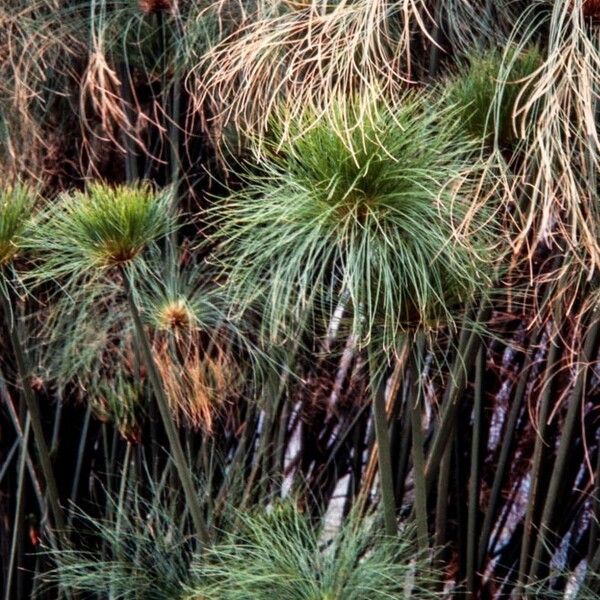 Cyperus papyrus Other