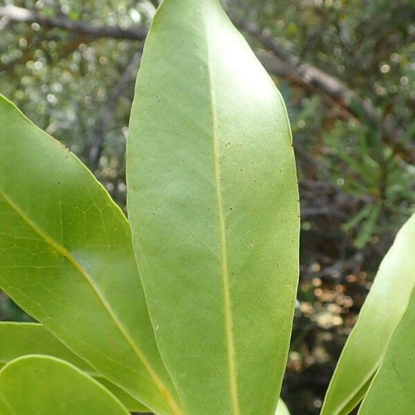 Virotia neurophylla Leaf