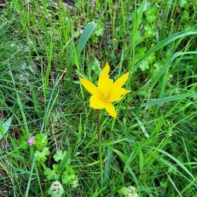 Tulipa sylvestris Flower