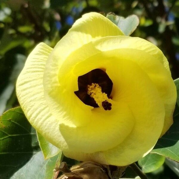 Hibiscus tiliaceus Blomma