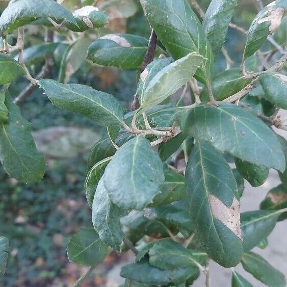 Quercus suber Blad