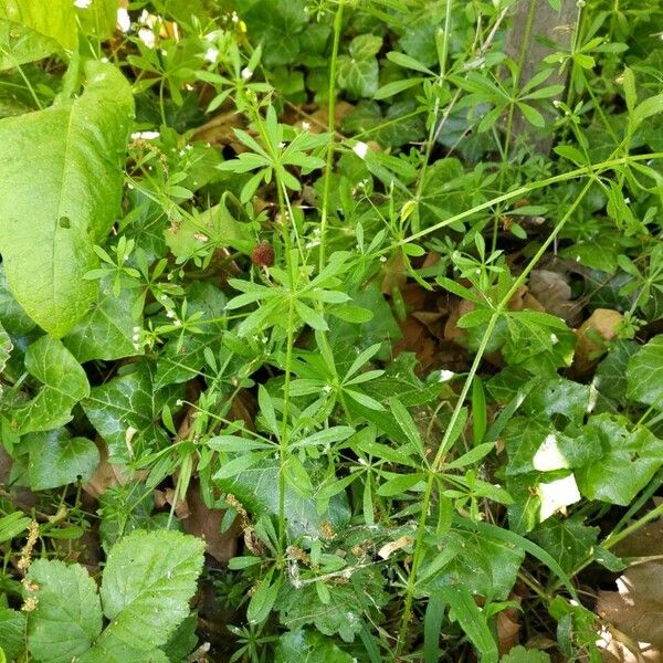 Galium aparine Habitus