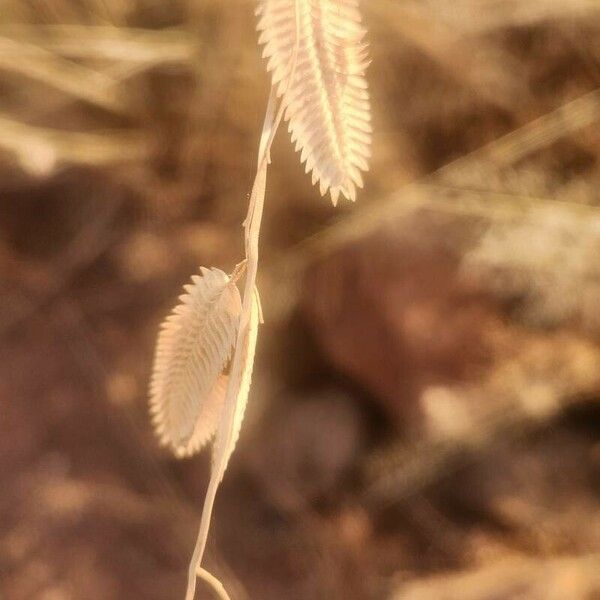 Eragrostis superba Fruitua