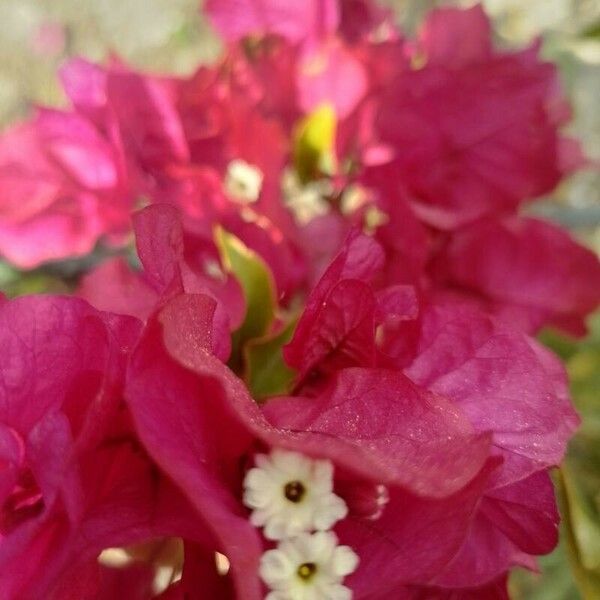 Bougainvillea glabra 花