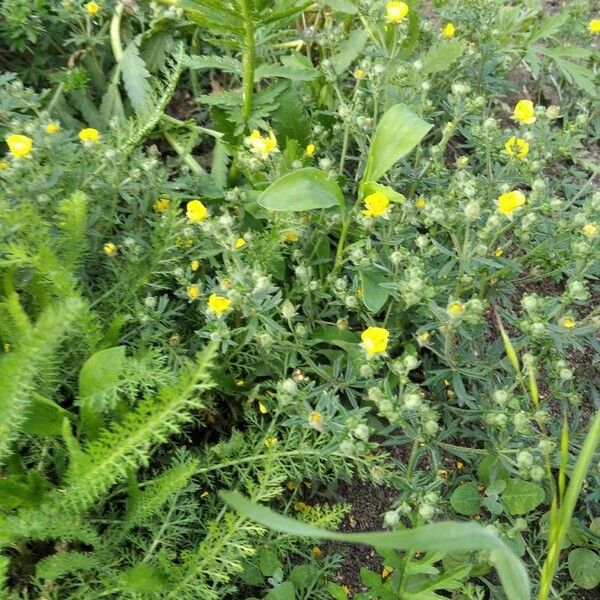 Potentilla argentea Blomst