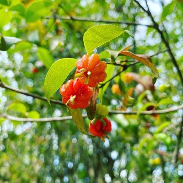 Eugenia uniflora Plod