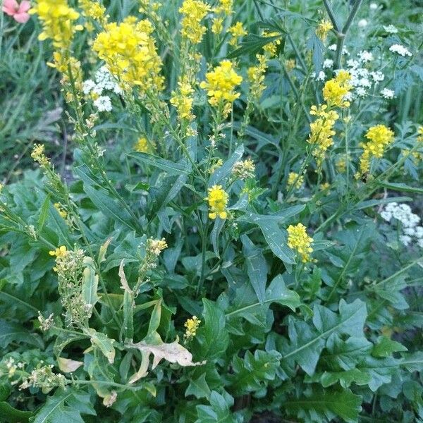 Sisymbrium austriacum 其他