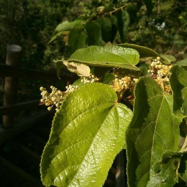 Guazuma ulmifolia Meyve