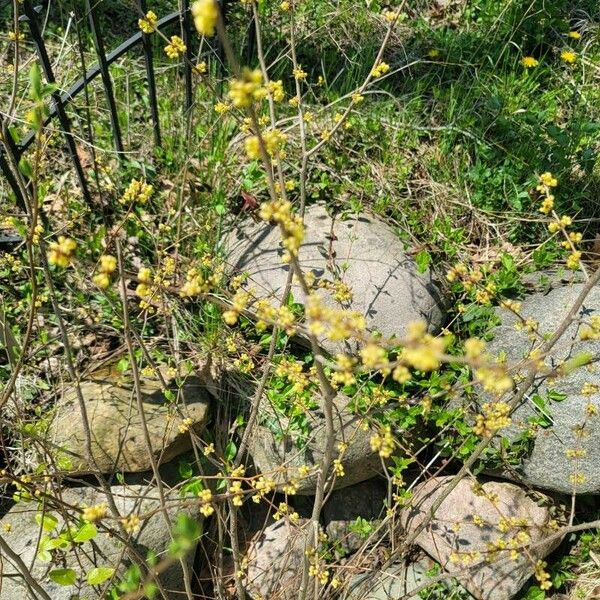 Lindera benzoin Blomma