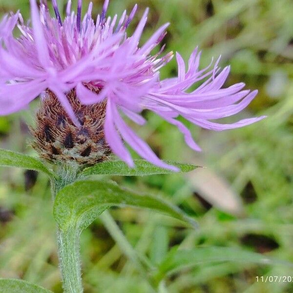 Centaurea nigra Flower