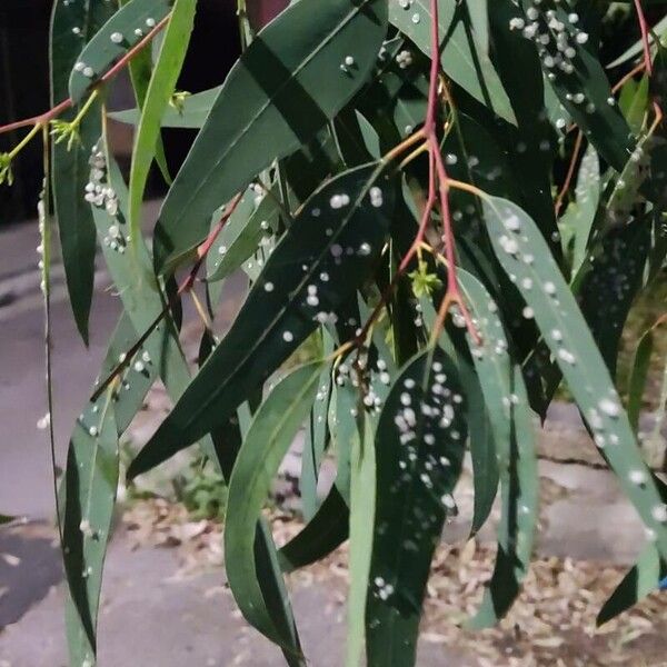 Eucalyptus camaldulensis Foglia