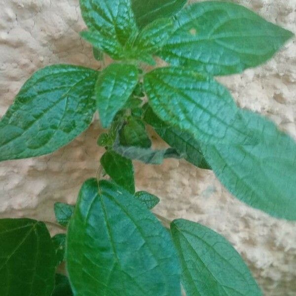 Parietaria officinalis Blad