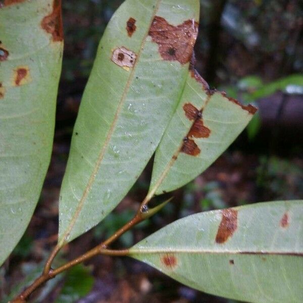 Naucleopsis guianensis Liść