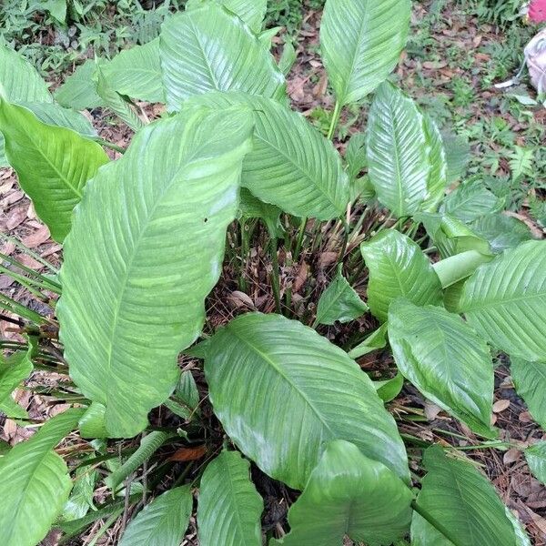 Spathiphyllum blandum List