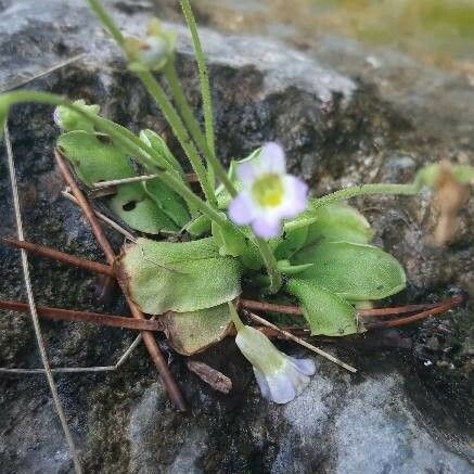 Pinguicula crystallina Lapas