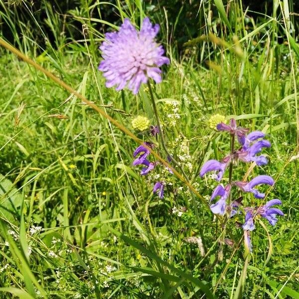 Knautia arvensis Çiçek