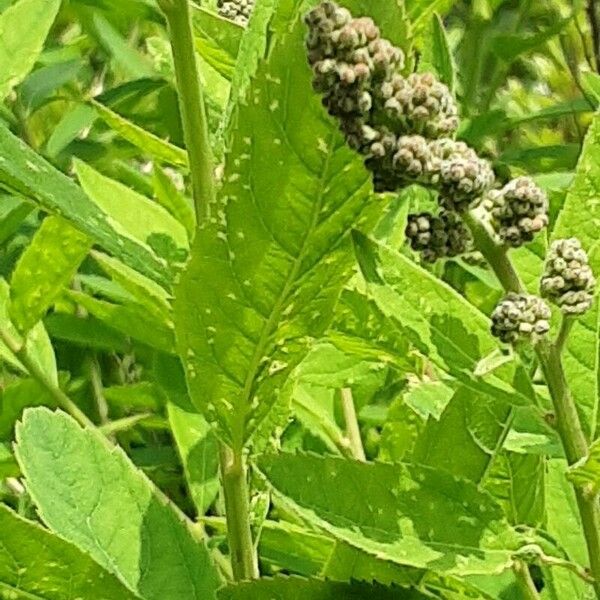 Spiraea salicifolia 花