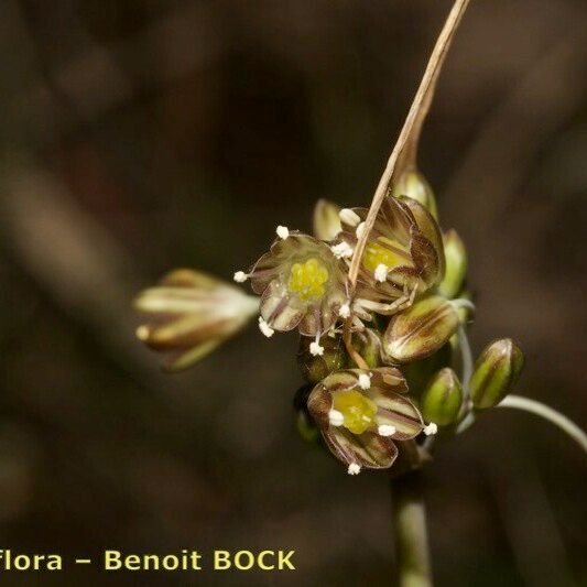 Allium oporinanthum Fruto