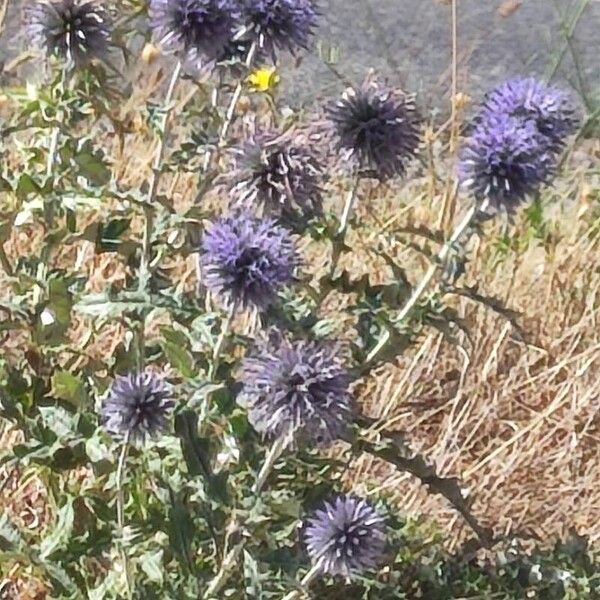 Echinops ritro Flor