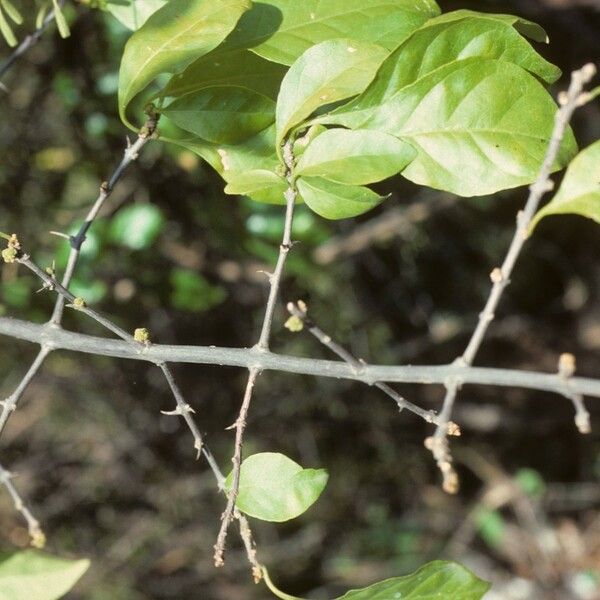 Pisonia aculeata Hábito