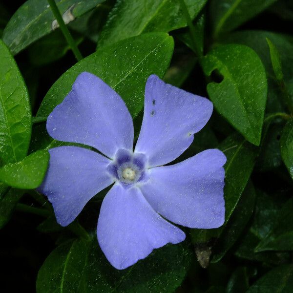 Vinca minor 花