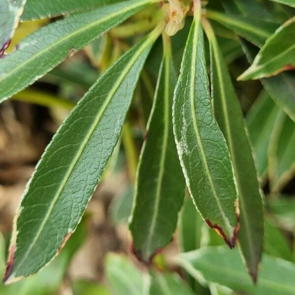 Pieris japonica Lapas