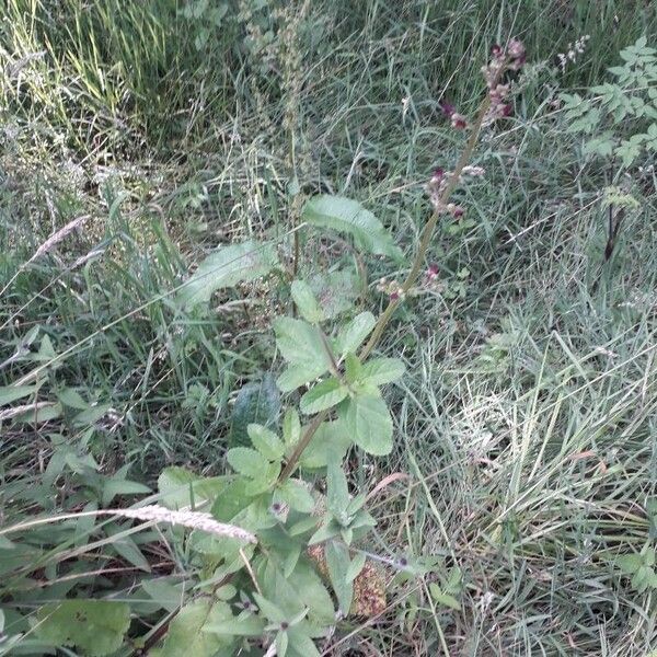 Scrophularia auriculata Habitat