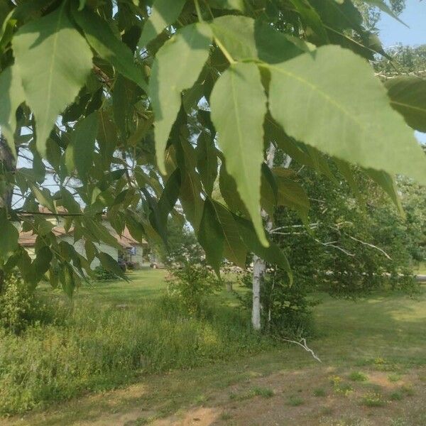 Fraxinus americana Leaf