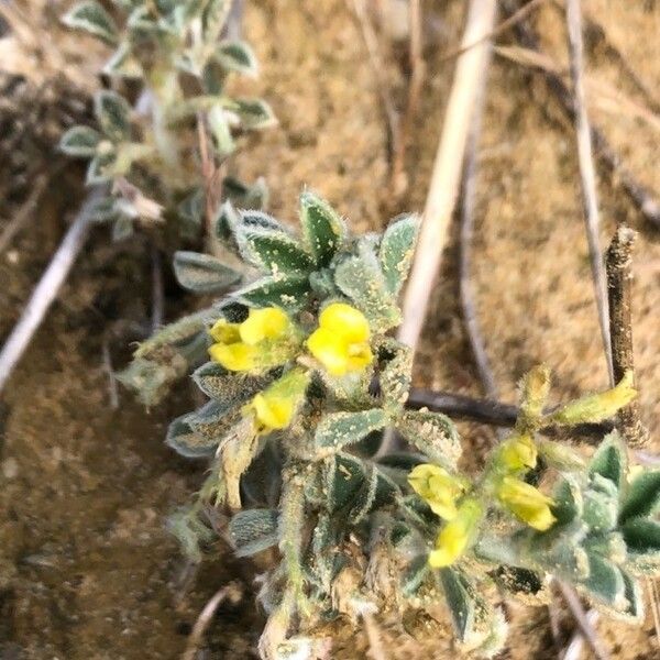 Medicago marina Flower