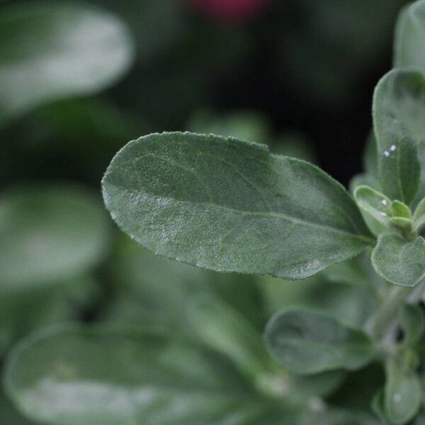 Salvia × jamensis Fuelha