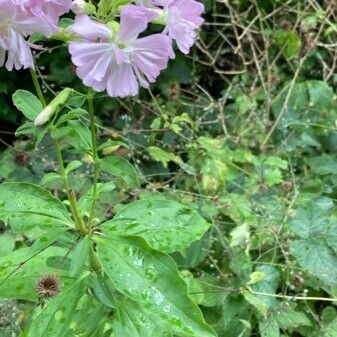 Saponaria officinalis Květ