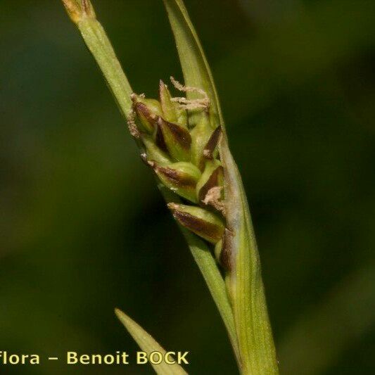 Carex vaginata Fruitua