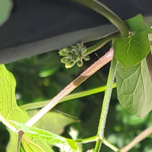 Cynanchum laeve Flower