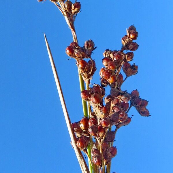 Juncus compressus Celota