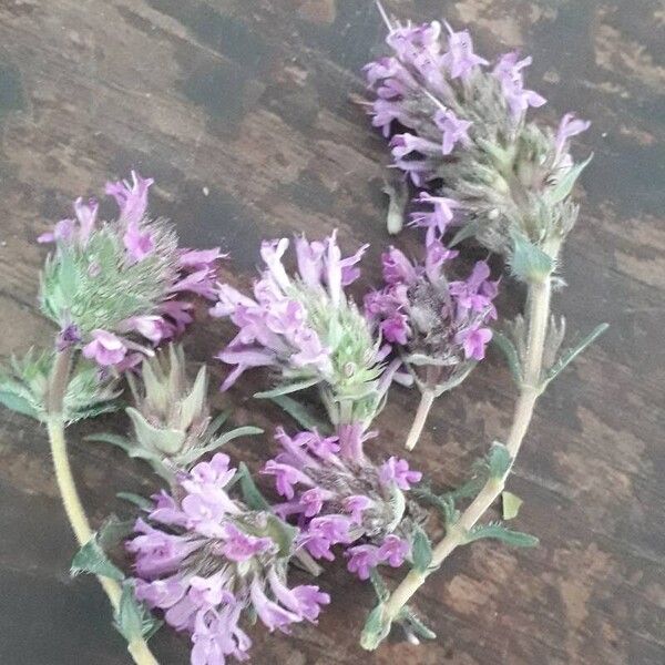 Thymus dolomiticus Flower