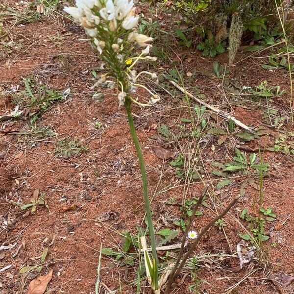 Ornithogalum thyrsoides 形态