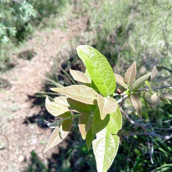 Combretum molle Blad