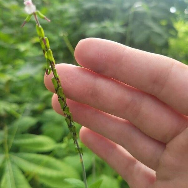 Phryma leptostachya Flower