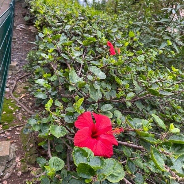 Hibiscus rosa-sinensis Kwiat