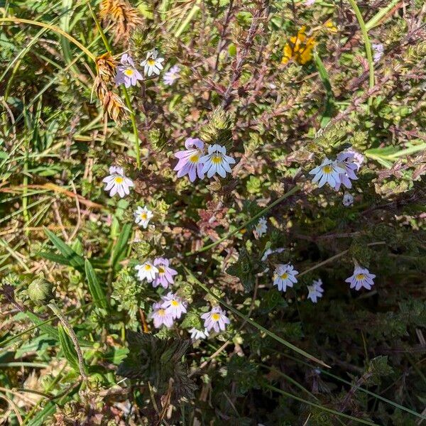 Euphrasia alpina Fleur