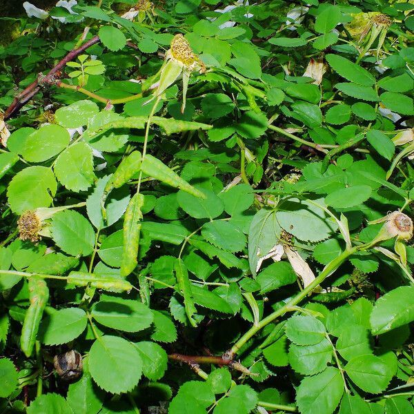 Rosa arvensis Levél