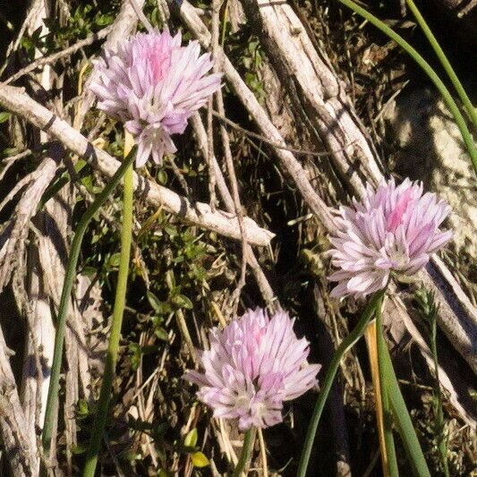 Allium schoenoprasum Floare