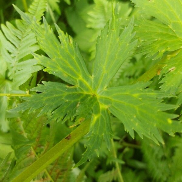 Aconitum lycoctonum Leaf