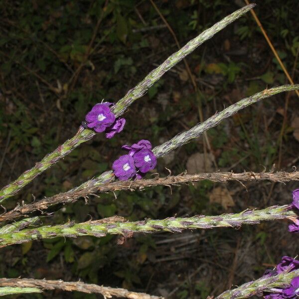 Stachytarpheta jamaicensis Çiçek